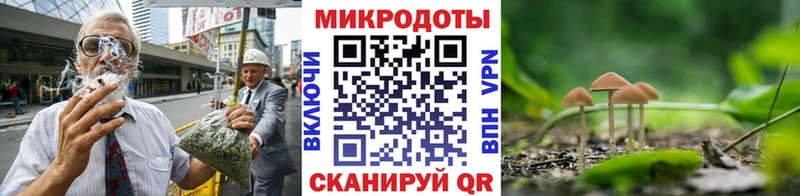 где купить   Томари  Псилоцибиновые грибы мицелий 